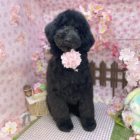 【本店】2026年3月30日のワンちゃん達♪