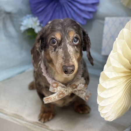 【本店】2026年3月21日のワンちゃん達♪