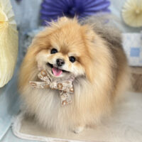 【本店】2026年3月8日のワンちゃん達♪