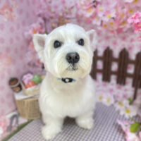 【本店】2026年3月29日のワンちゃん達♪