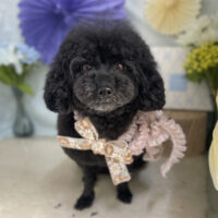 【本店】2026年3月1日のワンちゃん達♪