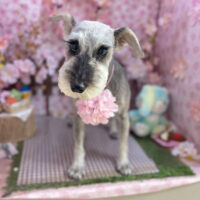 【本店】2026年4月23日のワンちゃん達♪