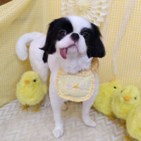 【池下店】2026年４月6日のワンちゃん達♪