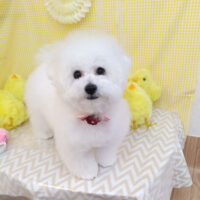 【池下店】2026年4月2日のワンちゃん達♪