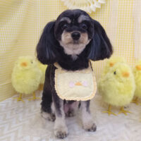 【池下店】2026年4月3日のワンちゃん達♪