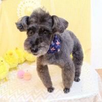 【池下店】2026年4月4日のワンちゃん達♪