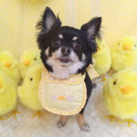 【池下店】2026年4月5日のワンちゃん達♪