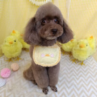 【池下店】2026年4月9日のワンちゃん達♪