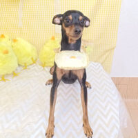 【池下店】2026年4月10日のワンちゃん達♪