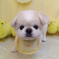 【池下店】2026年4月11日のワンちゃん達♪