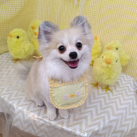 【池下店】2026年4月12日のワンちゃん達♪