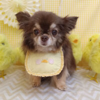 【池下店】2026年4月13日のワンちゃん達♪