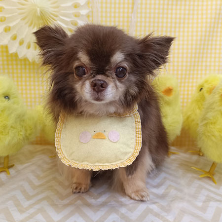 【池下店】2026年4月13日のワンちゃん達♪