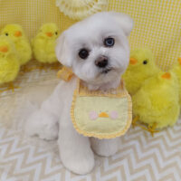 【池下店】2026年4月16日のワンちゃん達♪