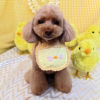 【池下店】2026年4月17日のワンちゃん達♪