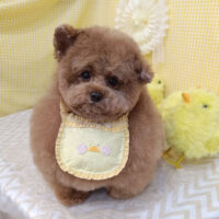 【池下店】2026年4月18日のワンちゃん達♪