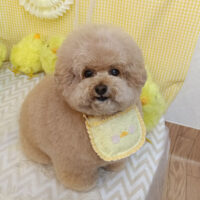 【池下店】2026年4月19日のワンちゃん達♪