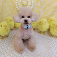 【池下店】2026年4月20日のワンちゃん達♪