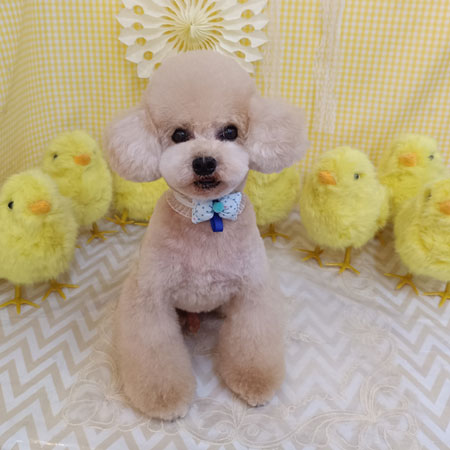 【池下店】2026年4月20日のワンちゃん達♪