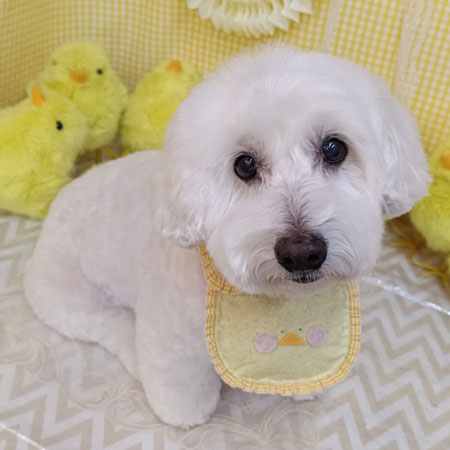 【池下店】2026年4月23日のワンちゃん達♪