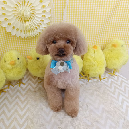 【池下店】2026年4月24日のワンちゃん達♪