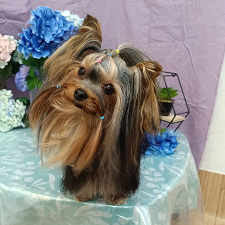 【池下店】2026年4月25日のワンちゃん達♪