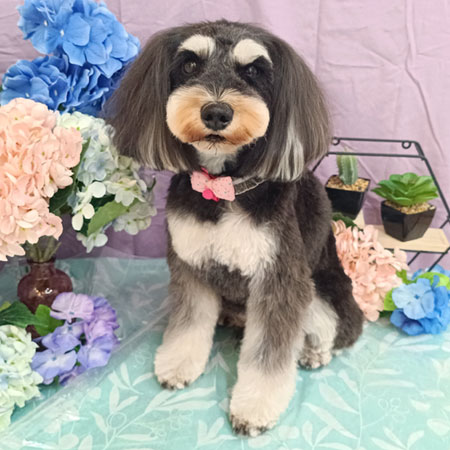 【池下店】2026年4月26日のワンちゃん達♪