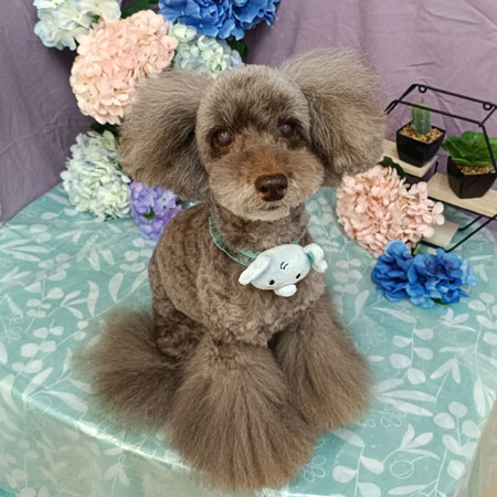 【池下店】2026年4月27日のワンちゃん達♪