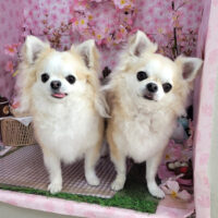 【本店】2026年4月20日のワンちゃん達♪