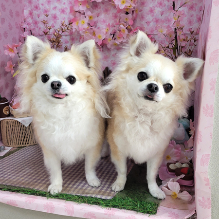 【本店】2026年4月20日のワンちゃん達♪