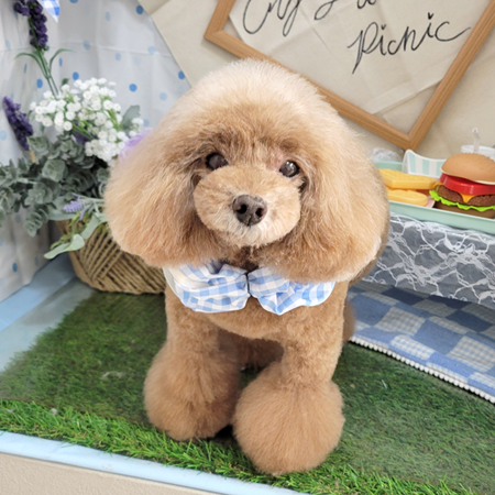 【本店】2026年4月27日のワンちゃん達♪