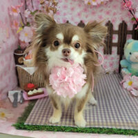 【本店】2026年4月13日のワンちゃん達♪