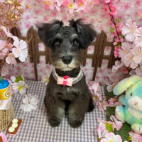 【本店】2026年4月4日のワンちゃん達♪