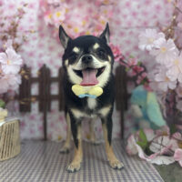 【本店】2026年4月19日のワンちゃん達♪