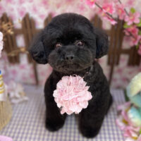 【本店】2026年4月9日のワンちゃん達♪