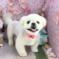 【本店】2026年4月12日のワンちゃん達♪