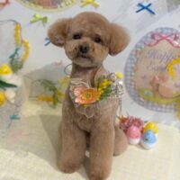 【星ヶ丘店】2026年4月2日のワンちゃん達♪