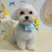 【星ヶ丘店】2026年4月3日のワンちゃん達♪