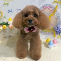 【星ヶ丘店】2026年4月4日のワンちゃん達♪