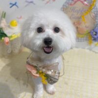 【星ヶ丘店】2026年4月5日のワンちゃん達♪