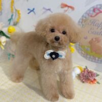 【星ヶ丘店】2026年4月6日のワンちゃん達♪