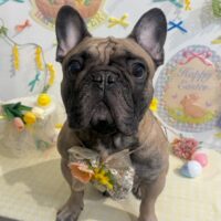 【星ヶ丘店】2026年4月9日のワンちゃん達♪