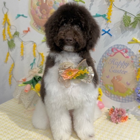 【星ヶ丘店】2026年4月10日のワンちゃん達♪