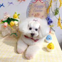 【星ヶ丘店】2026年4月11日のワンちゃん達♪