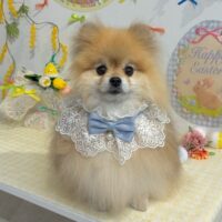 【星ヶ丘店】2026年4月12日のワンちゃん達♪