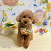 【星ヶ丘店】2026年4月13日のワンちゃん達♪