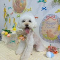 【星ヶ丘店】2026年4月16日のワンちゃん達♪