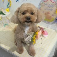 【星ヶ丘店】2026年4月17日のワンちゃん達♪