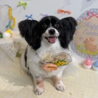 【星ヶ丘店】2026年4月18日のワンちゃん達♪