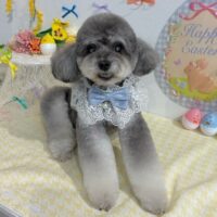 【星ヶ丘店】2026年4月19日のワンちゃん達♪